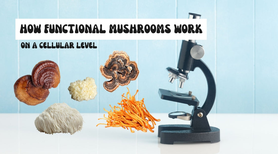 How Functional Mushrooms Work (On a Cellular Level) - Peace State