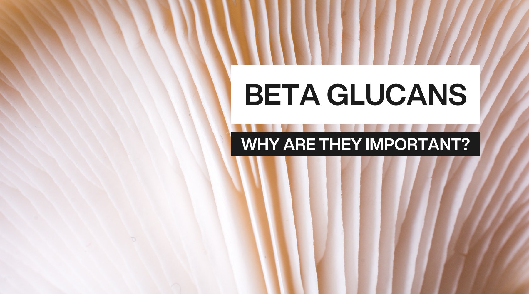 The Importance of Beta Glucans in Functional Mushrooms